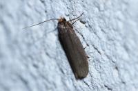 Achroia grisella