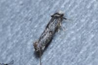 Swammerdamia pyrella