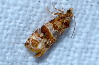 Lobesia reliquana