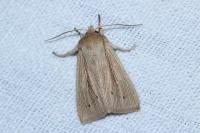 Mythimna straminea
