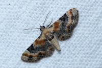 Eupithecia linariata