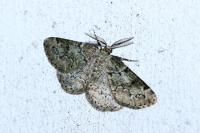 Cleorodes lichenaria