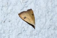 Rivula sericealis