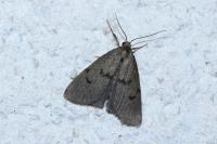 Apaidia mesogona