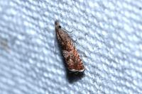 Dichrorampha acuminatana
