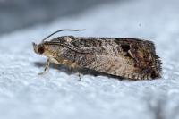 Cydia splendana