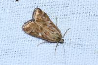 Loxostege sticticalis