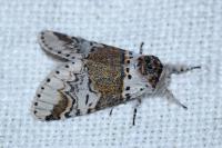 Furcula furcula