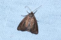 Coenobia rufa
