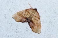 Plagodis dolabraria
