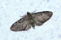 Eupithecia virgaureata