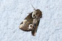 Thyatira batis