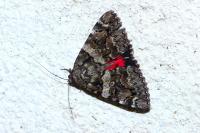 Catocala coniuncta