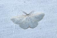 Cabera exanthemata