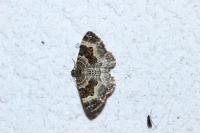 Epirrhoe alternata