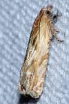 Eucosma cana
