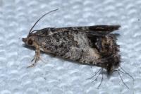 Cydia splendana