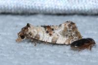 Cochylis molliculana