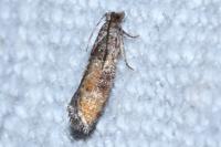 Clavigesta purdeyi