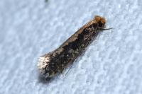 Monopis crocicapitella