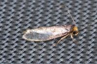 Cephimallota crassiflavella