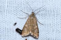 Loxostege sticticalis