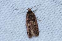 Hofmannophila pseudospretella