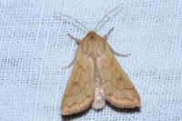 Mythimna vitellina