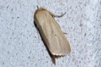 Mythimna pallens