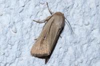Mythimna sicula