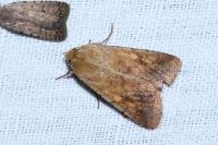 Helicoverpa armigera