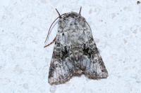 Hecatera bicolorata