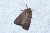 Caradrina flavirena