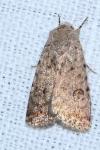 Caradrina clavipalpis