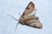 Agrotis puta