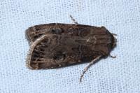 Agrotis bigramma