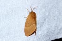 Lasiocampa quercus