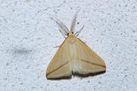 Rhodometra sacraria