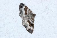 Epirrhoe alternata