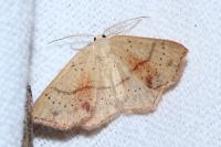 Cyclophora punctaria