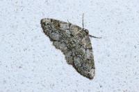 Cleorodes lichenaria