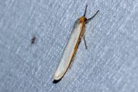 Eilema caniola