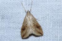 Evergestis forficalis