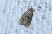Apaidia mesogona
