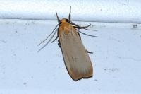 Katha depressa