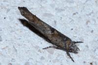 Zelleria oleastrella
