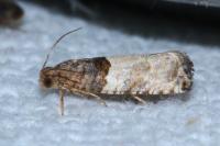 Gypsonoma aceriana