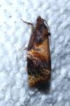 Ditula angustiorana
