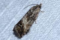Cydia splendana