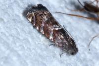 Cydia coniferana